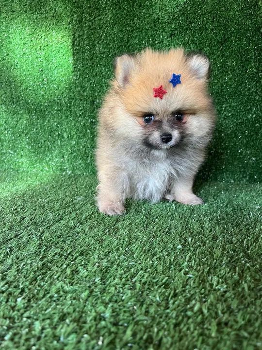 Lulu da pomerania macho - caramelo cor espetacular  - Foto 3
