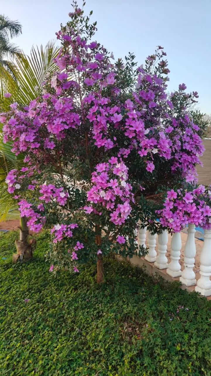 MUDAS DE MANACÁ DA SERRA ( FLORINDO )