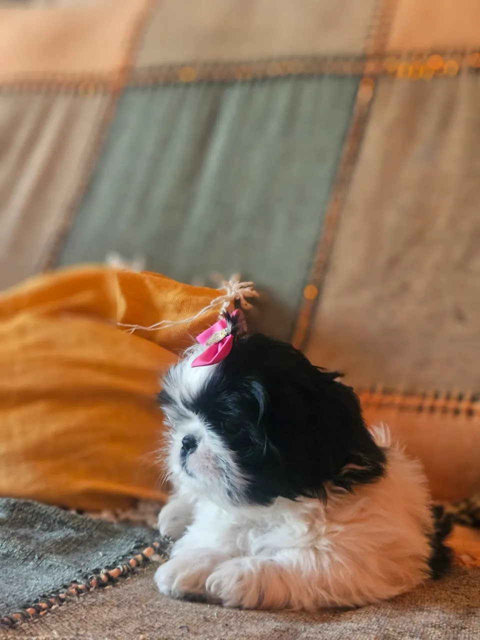 Filhote Shih Tzu fêmea