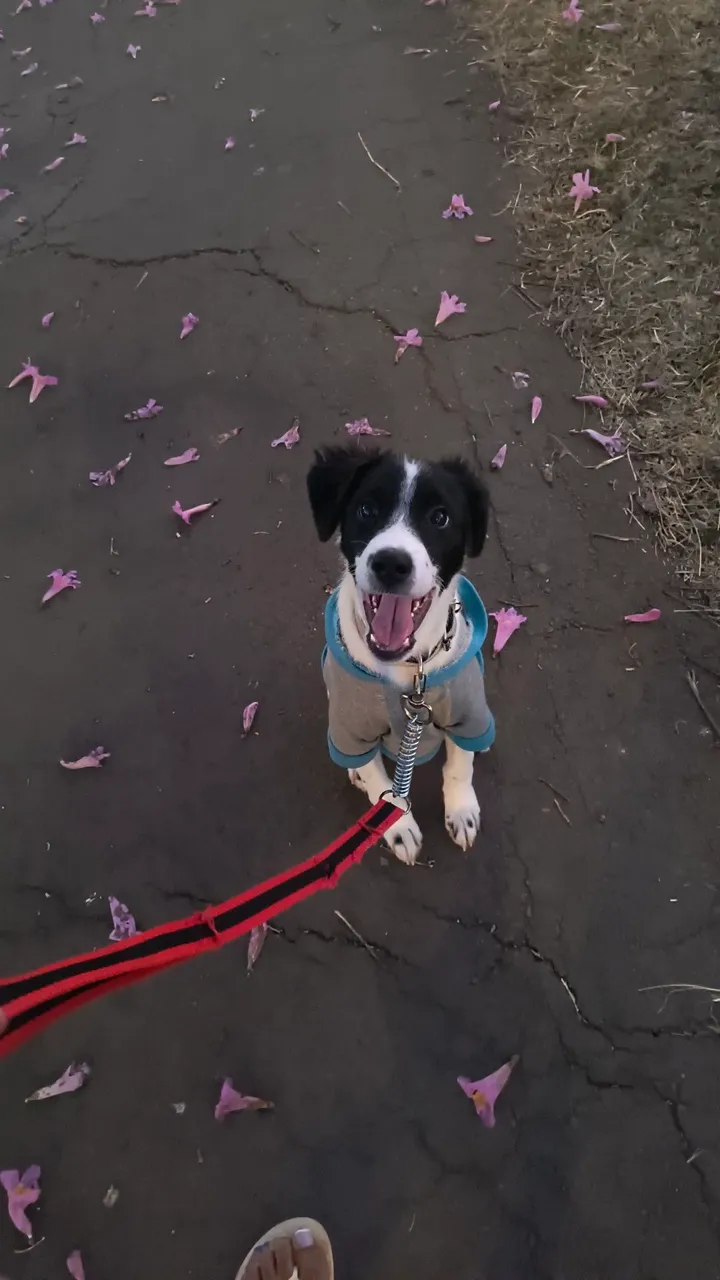 Cachorro para adoção filhote