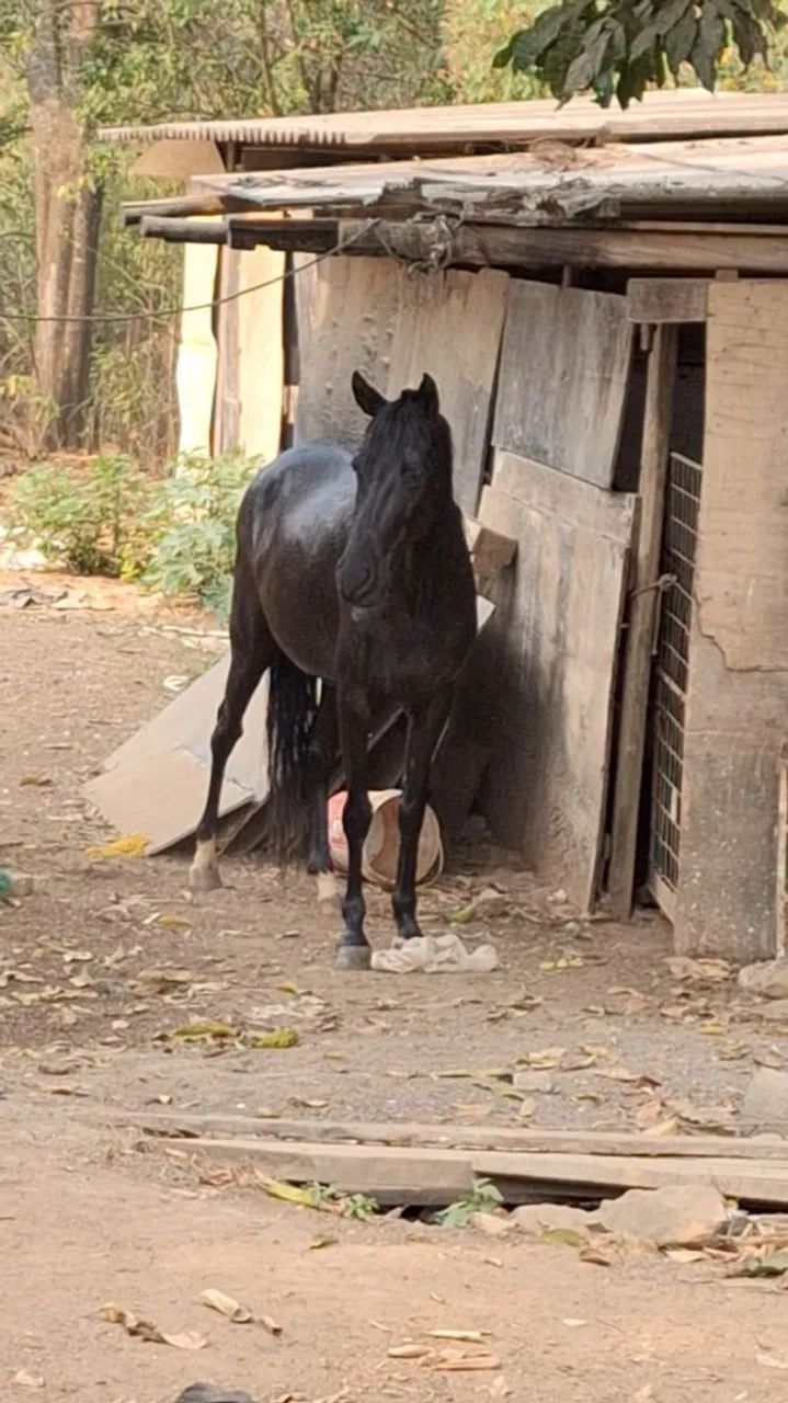 Égua Preta Marchadeira - Mangalarga  - Foto 3