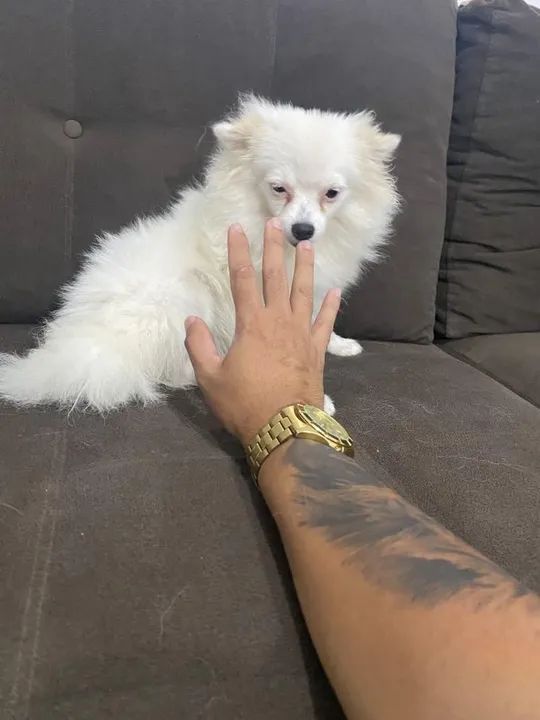 Filhote de Spitz Alemão- fêmea com 7 meses - Foto 2