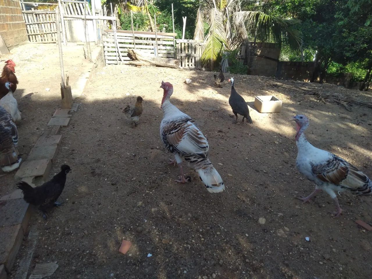 Peru para venda - Foto 3