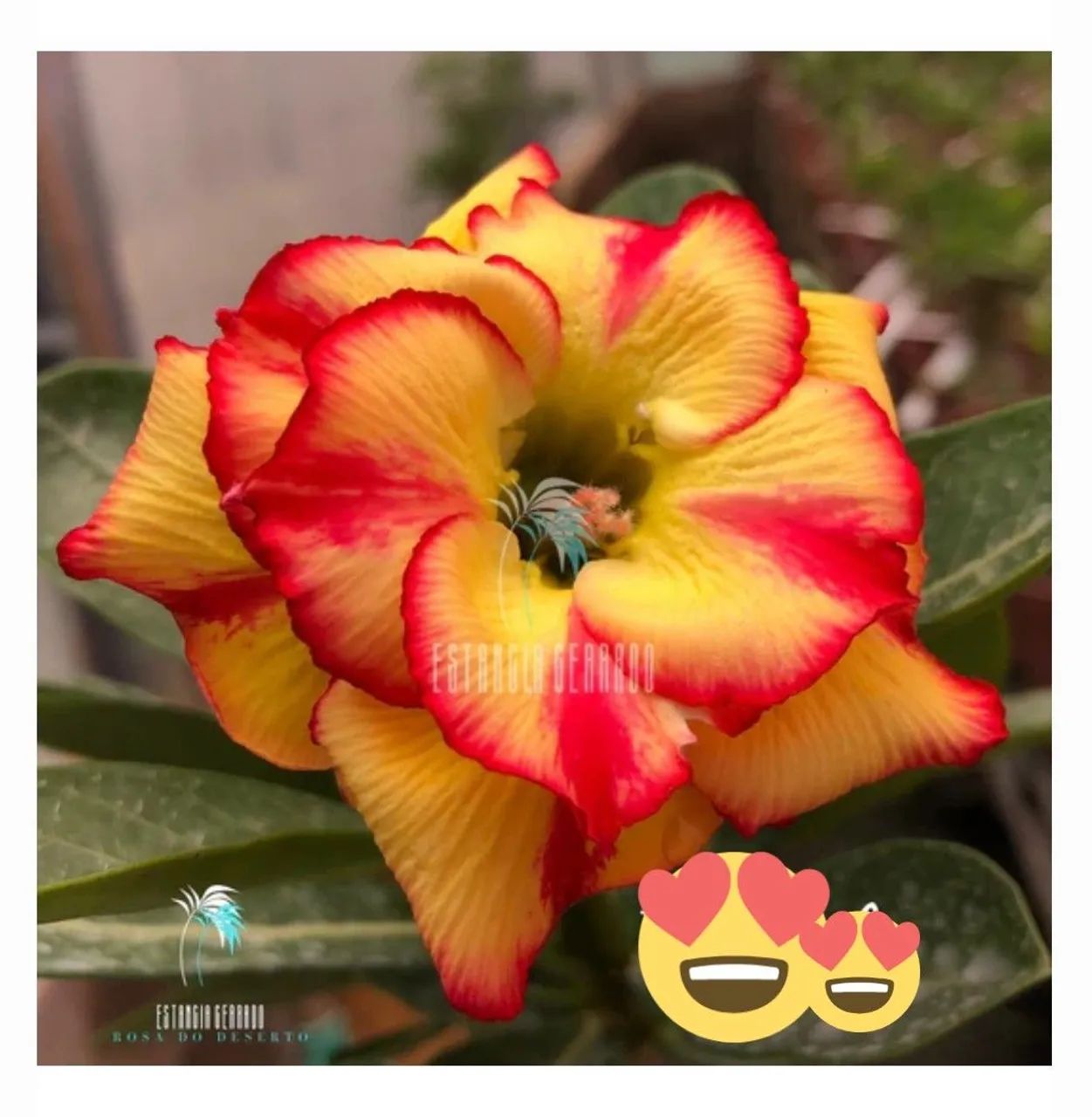 Rosa do deserto  - Foto 4