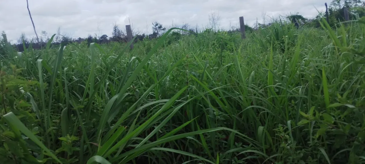 Fazenda de arrendamento 1.200hec em Marcelandia MT
