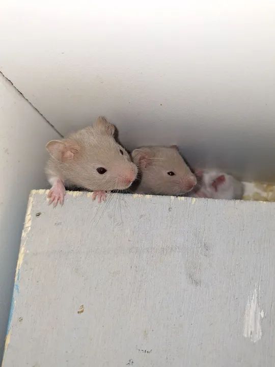 Filhotes de hamsster's  - Foto 2