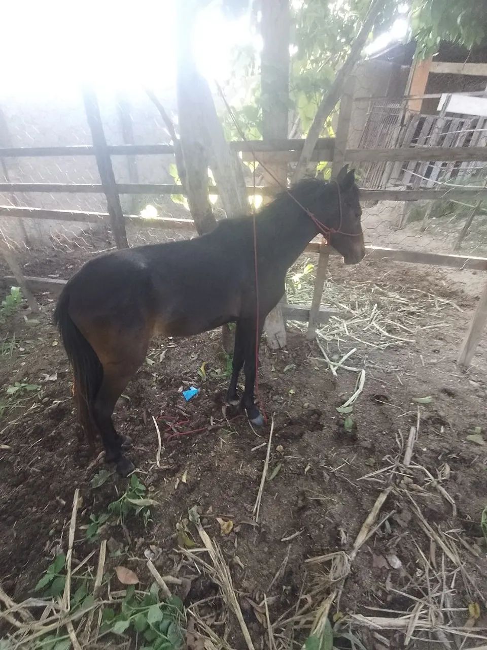 Piquira castrado  - Foto 3