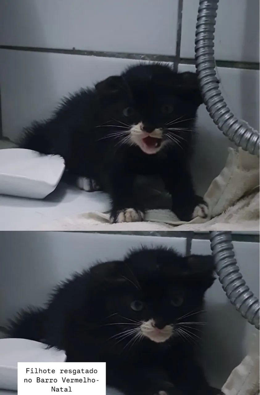 Filhote de gato para adoção 