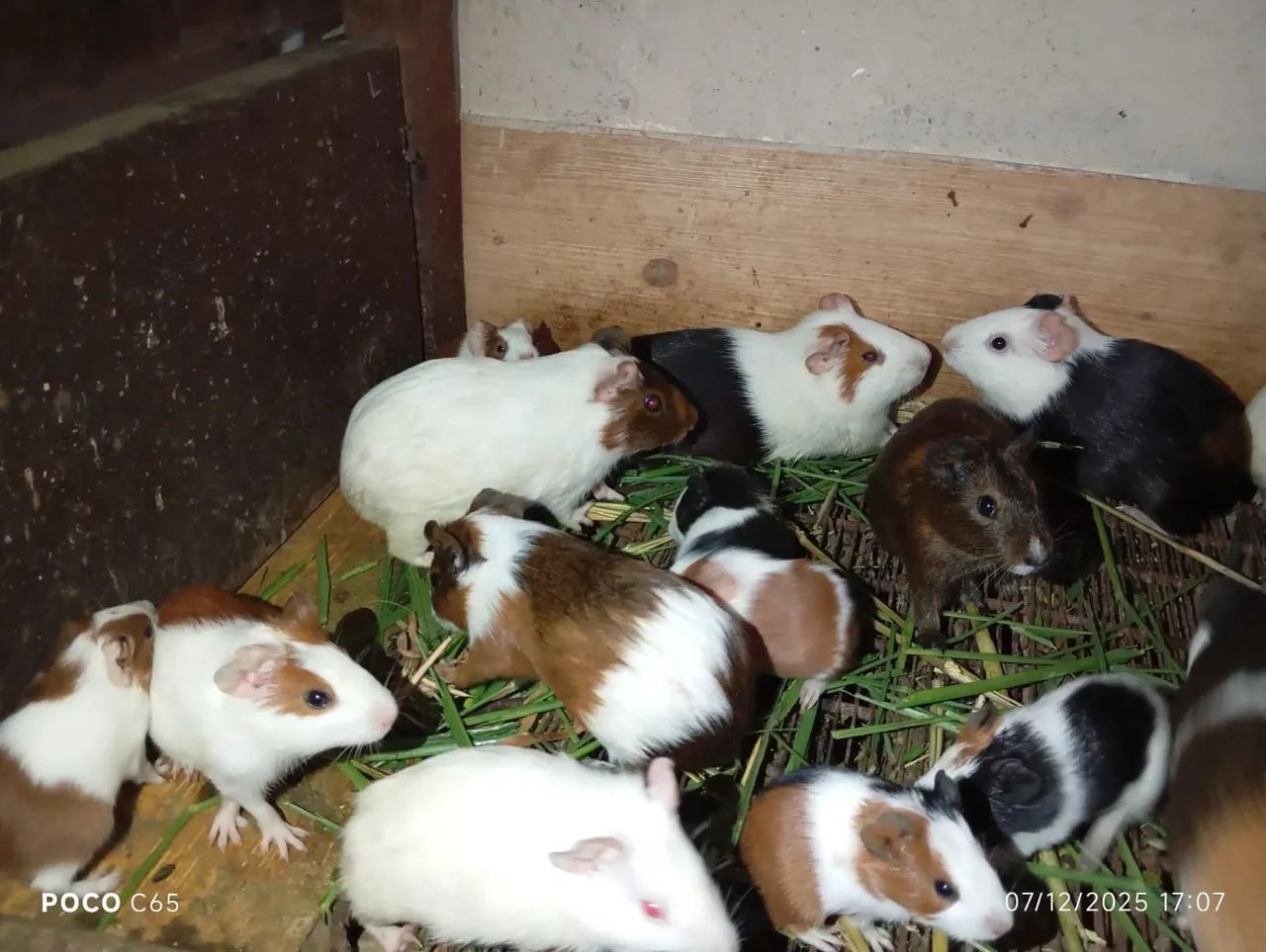 Porquinhos da índia 