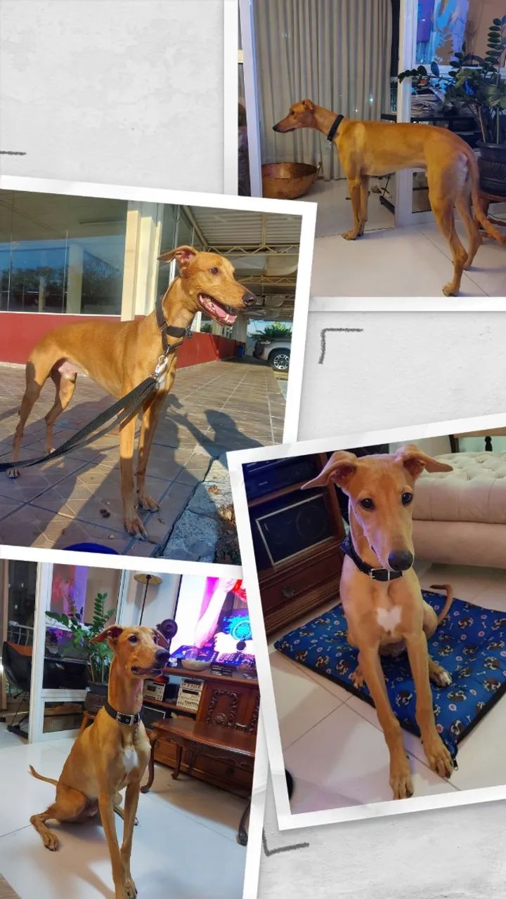 GALGO GREYHOUNDS OU GALGO INGLÊS - Foto 2