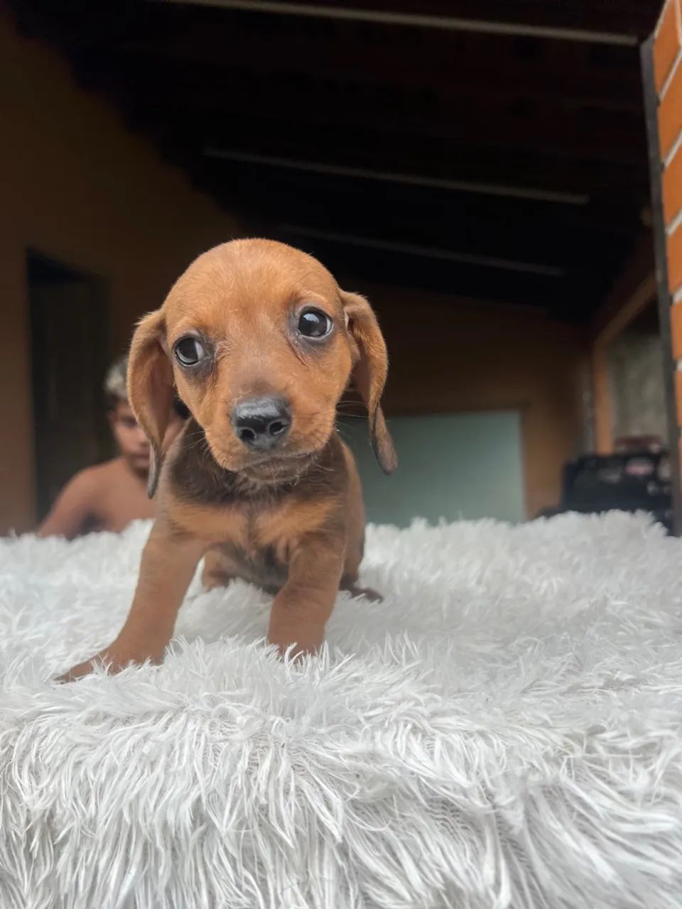 Dachshund fêmea vermelha  - Foto 5