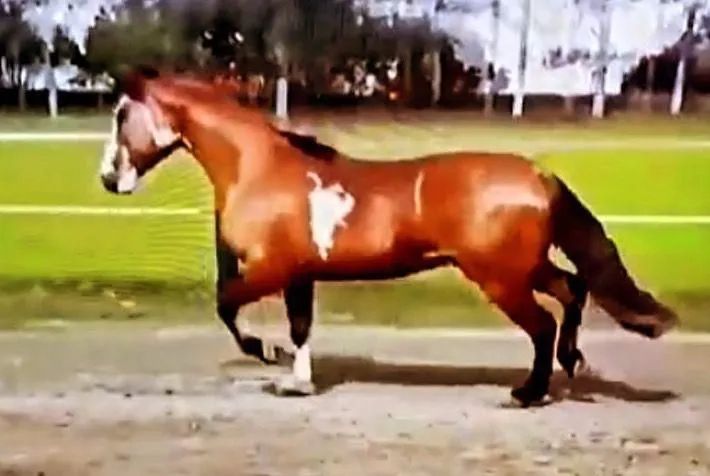 Égua Crioula  - Foto 5