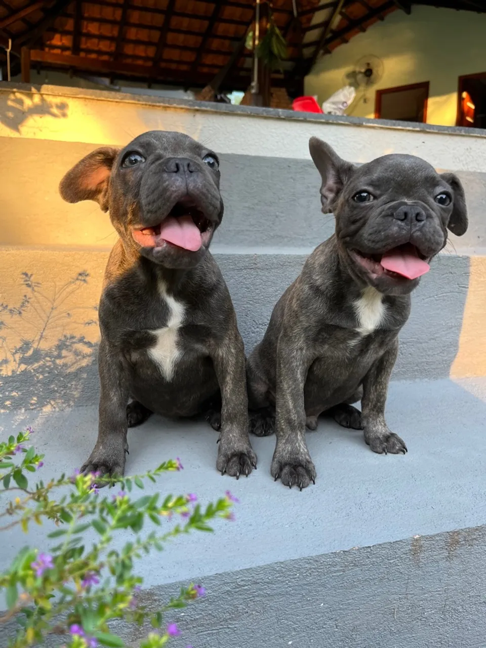 Filhotes de Bulldog Francês - Linda Dupla!