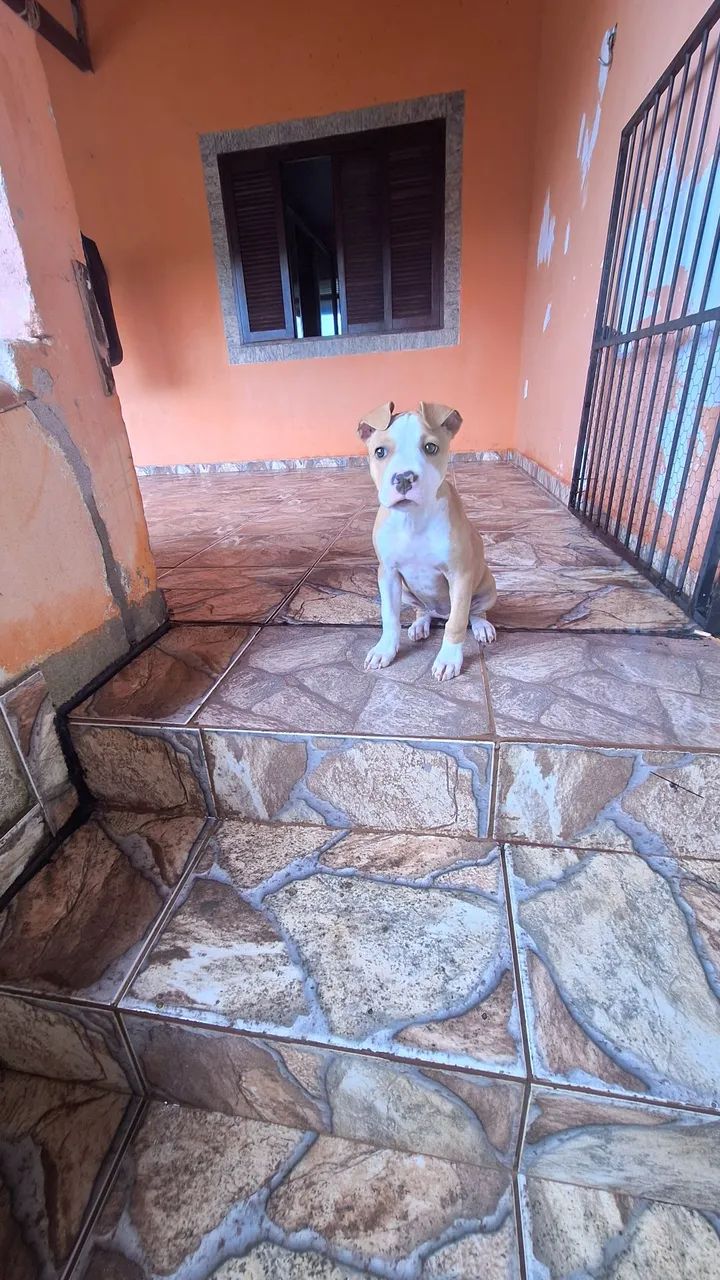 Filhote Americam  - Foto 2