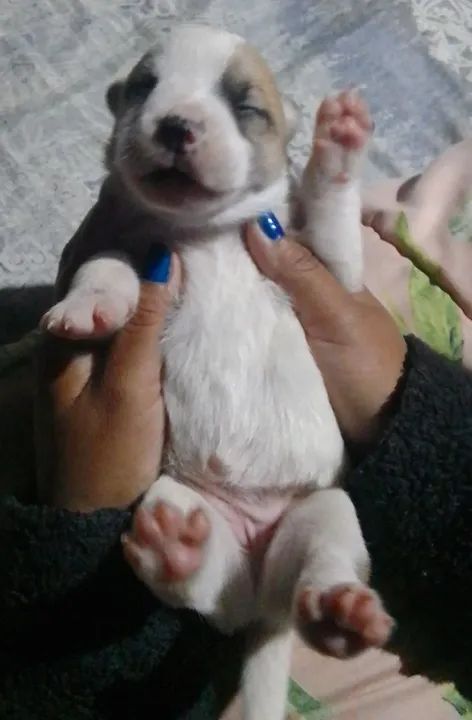 Filhotes(fêmeas)sem raça definida retirar nações 1 fazenda rio grande  - Foto 6