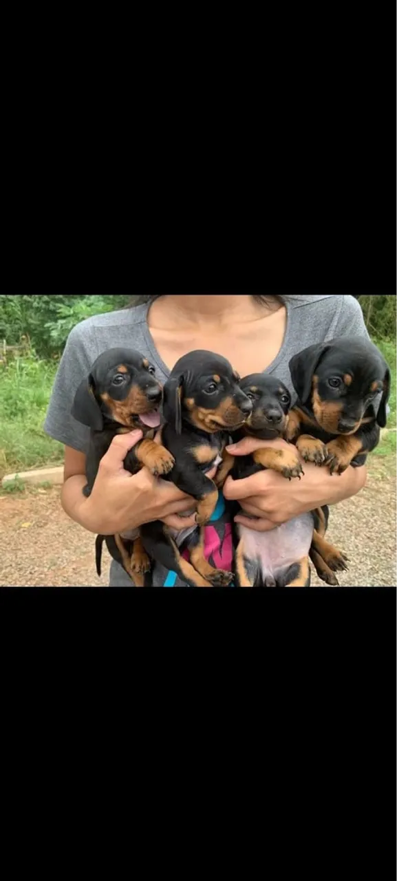 Dachshund Macho ( Salsicha)