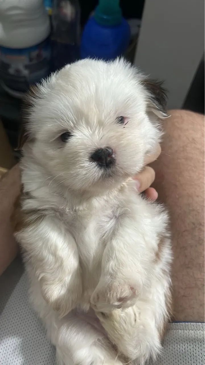 Filhote de Shih Tzu - Pelúcia de Patinhas - Foto 4