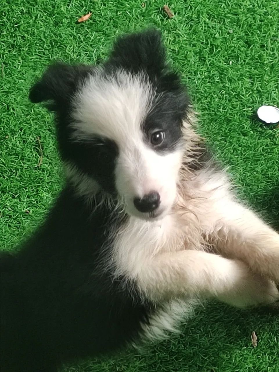 Filhotes de Border Collie  - Foto 5