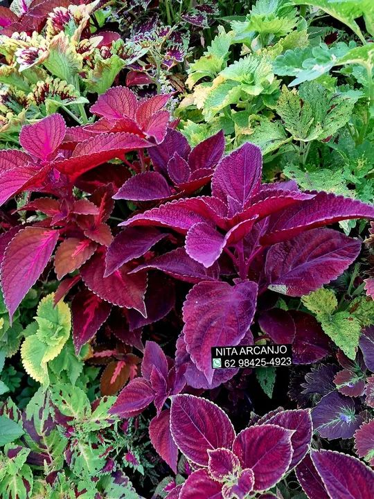 Planta pata de elefante hibisco caladiuns... - Foto 3