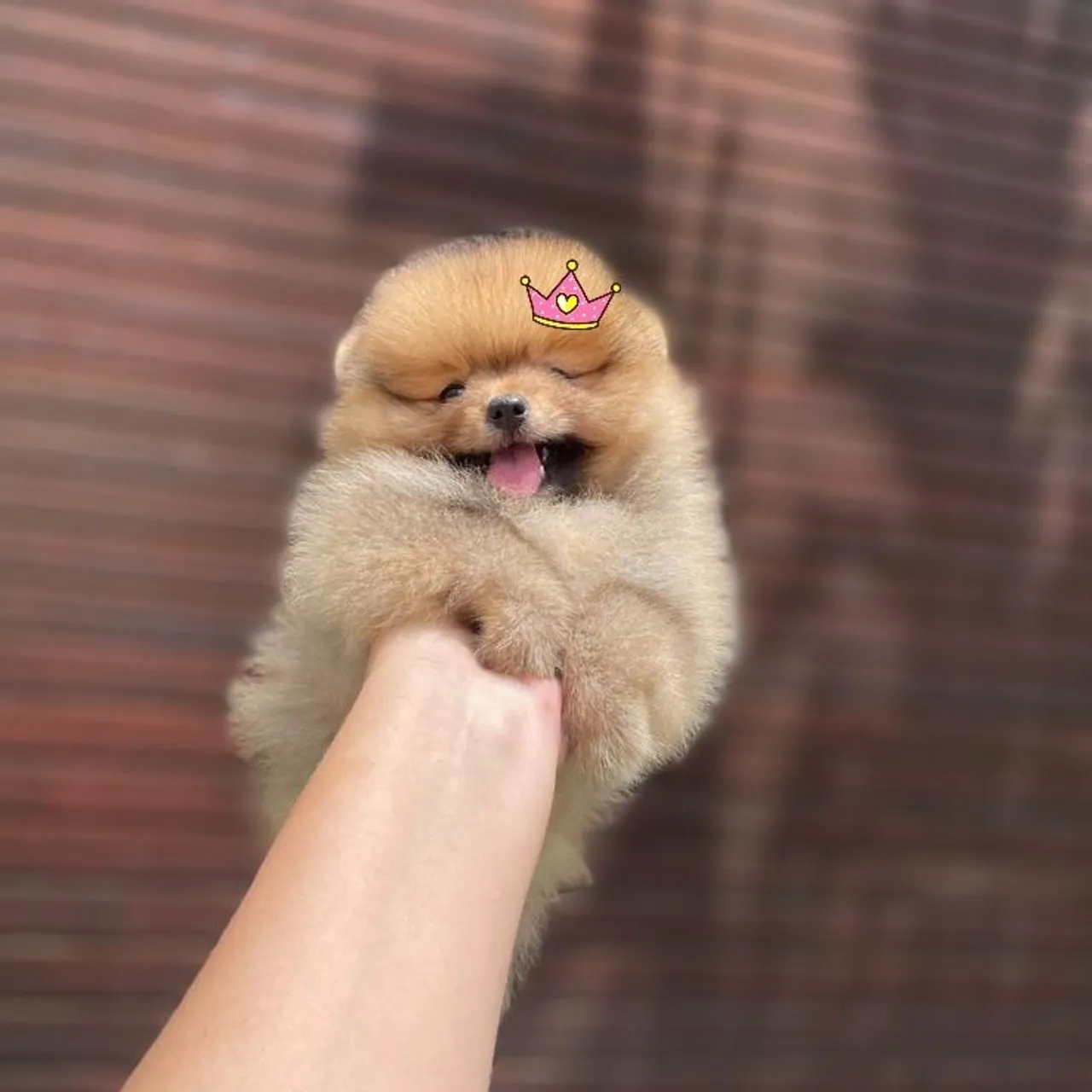 Lulu da Pomerânia Fêmea Lindíssima