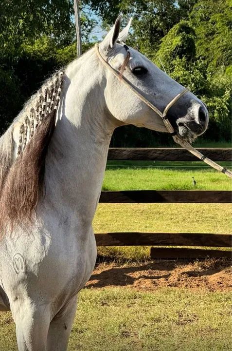 Cavalo de pista a venda 