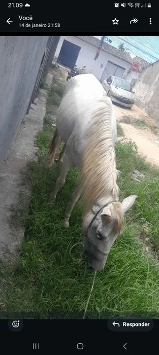 Egua fêmea  - Foto 2