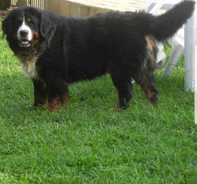 Bernese Mountaing Dog lindos e maravilhos, super raros  - Foto 2