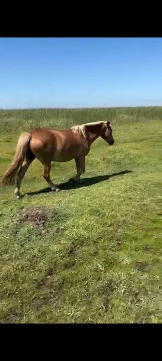 Égua Crioula  - Foto 2