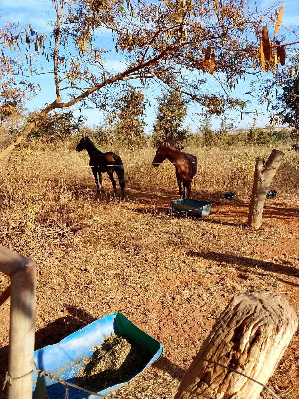 Cavalo avenda - Foto 6