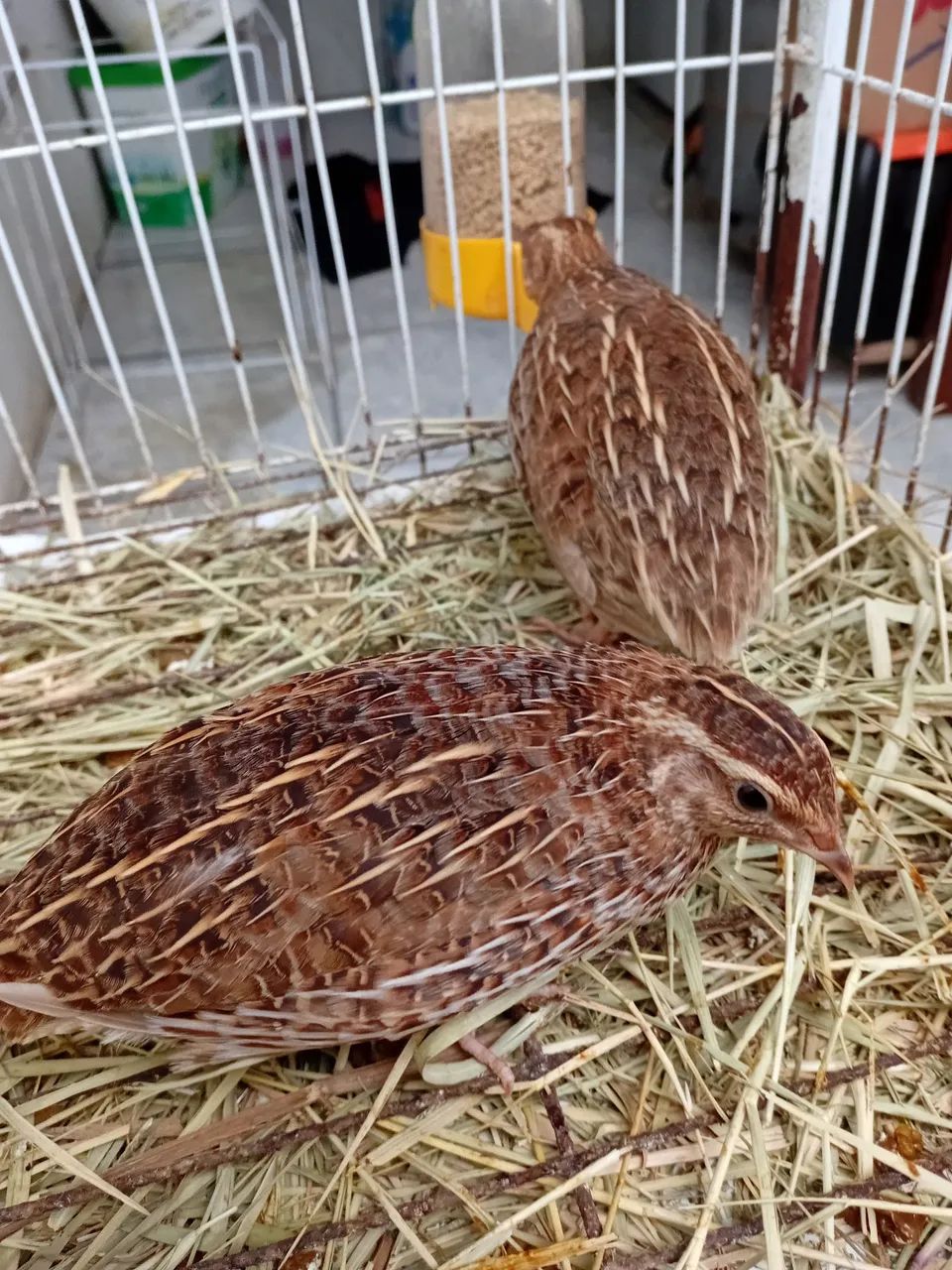 Codornas para Criação