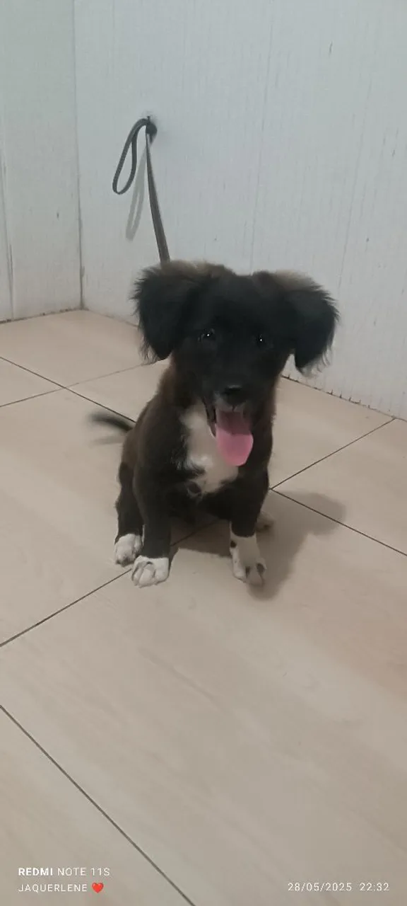 Filhote de cachorro fofo e brincalhão