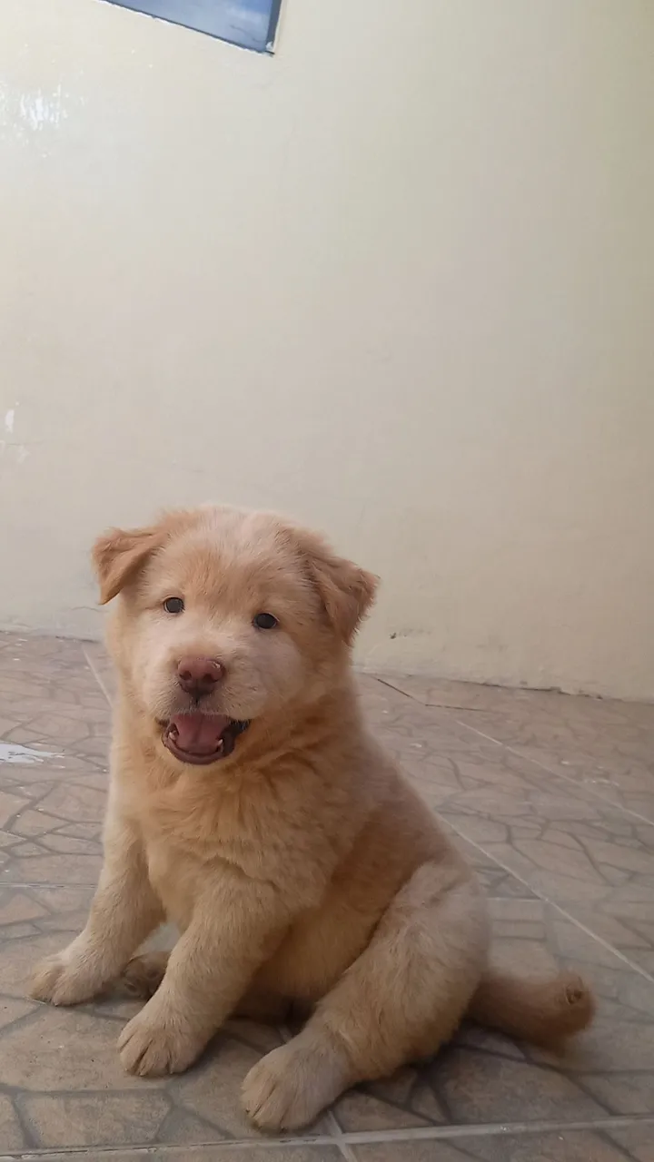Filhote de Chow-Chow disponível!