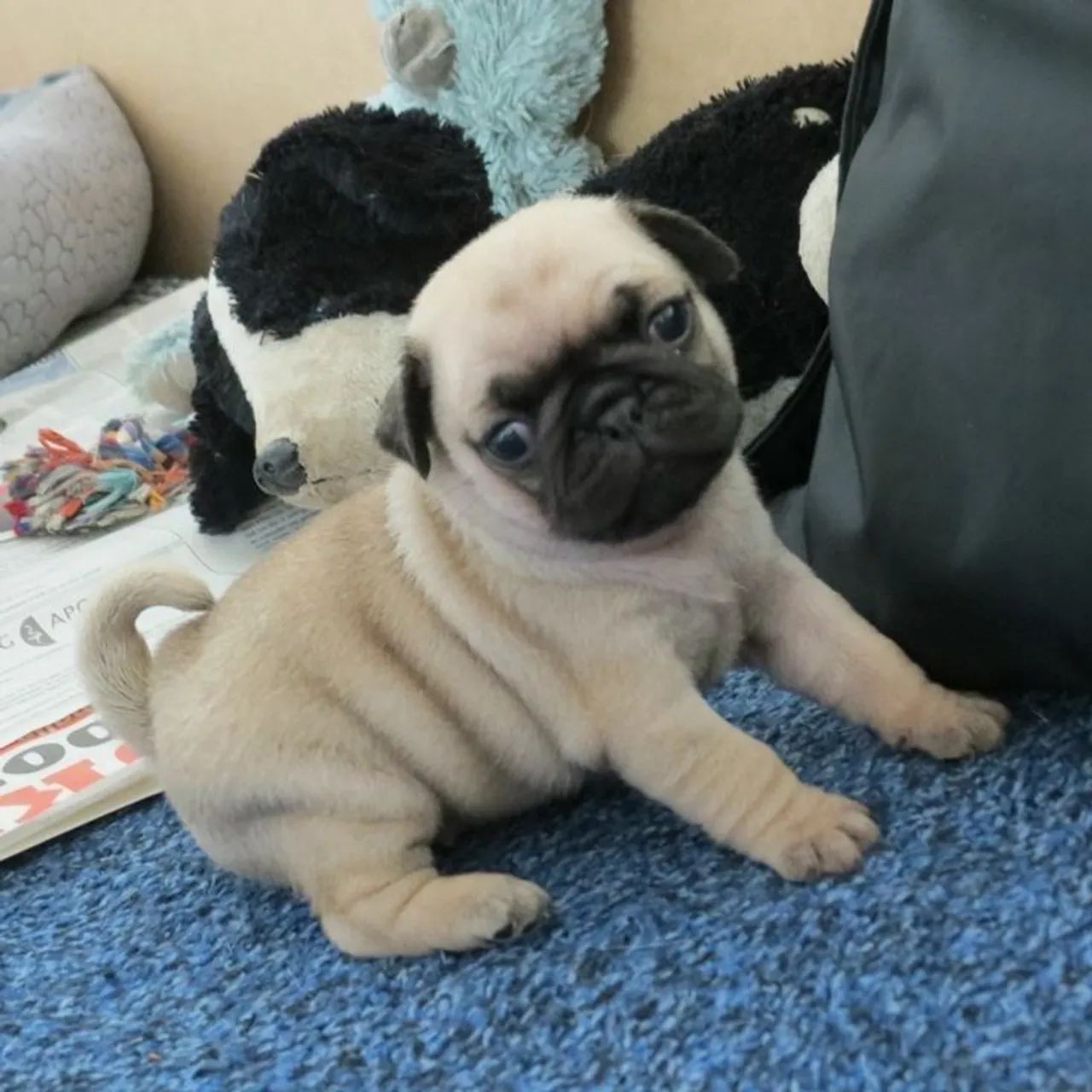 Filhotes de pug , o dia inteiro 