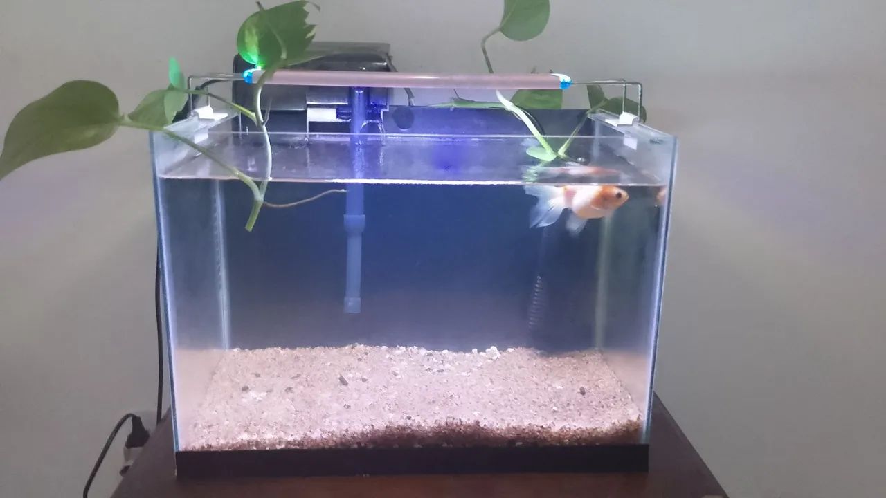 Aquário completo  - Foto 3