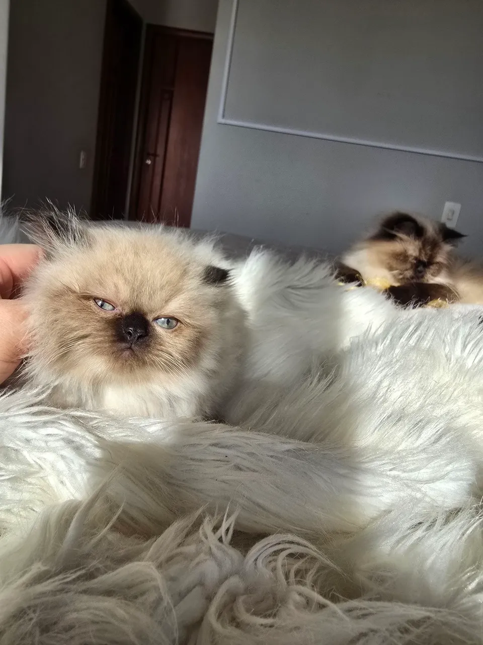 Gatinho Persa Fêmeas 