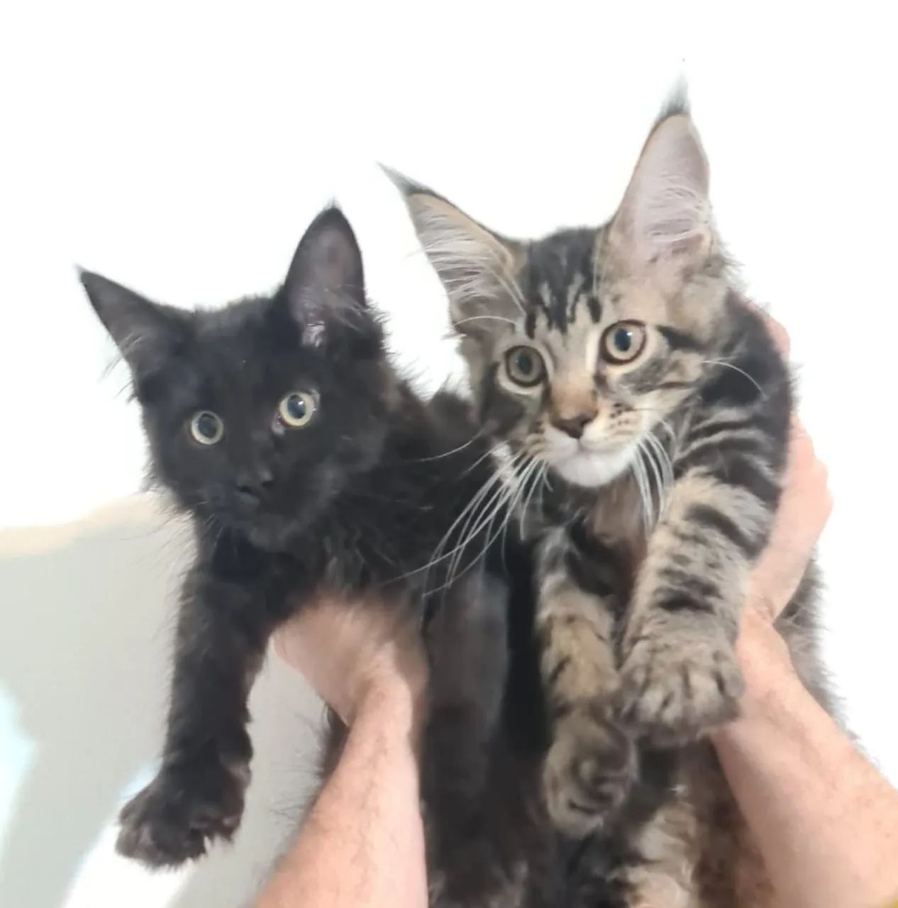 Maine Coon - Foto 2