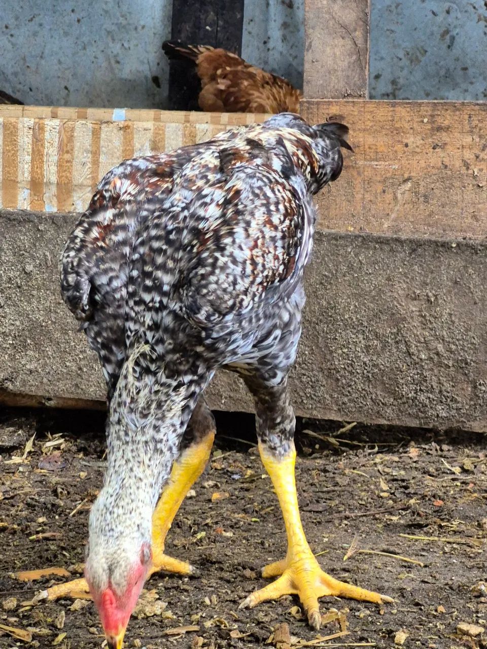 FRANGOS CAIANOS - MACHOS JOVENS  - Foto 2