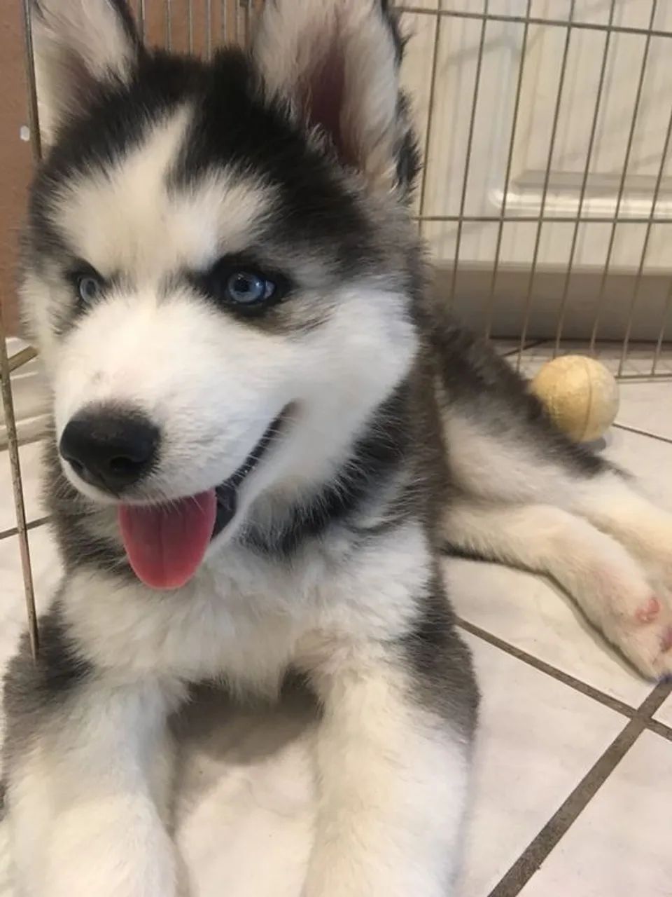 Husky Siberiano Um brilho que caminha pela casa