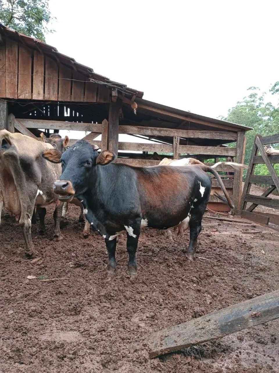 Mini Vacas a Venda 