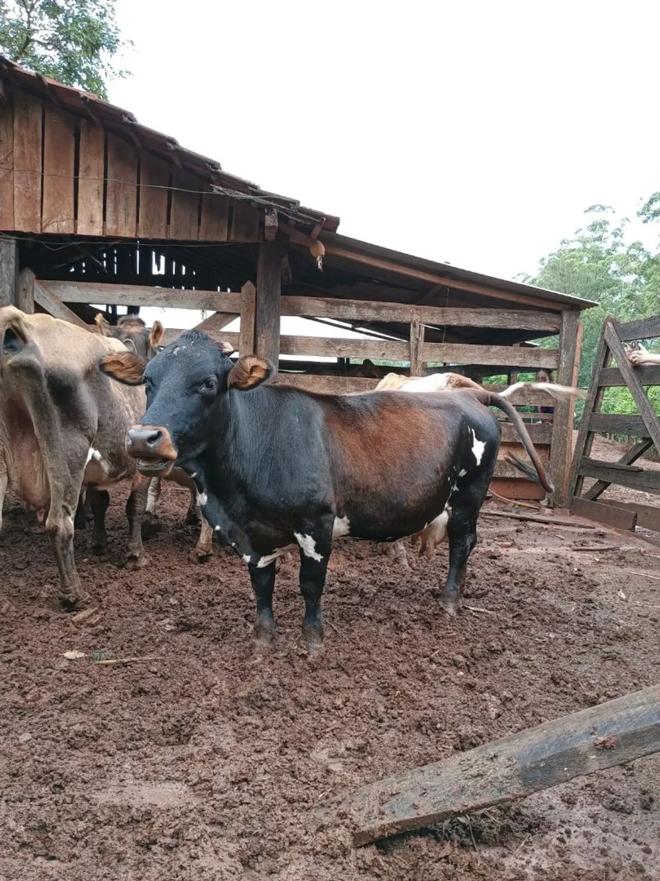 Mini Vacas a Venda