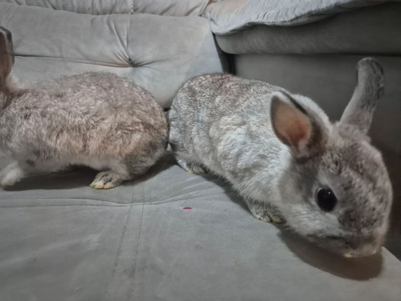 Mini Coelho - Foto 2