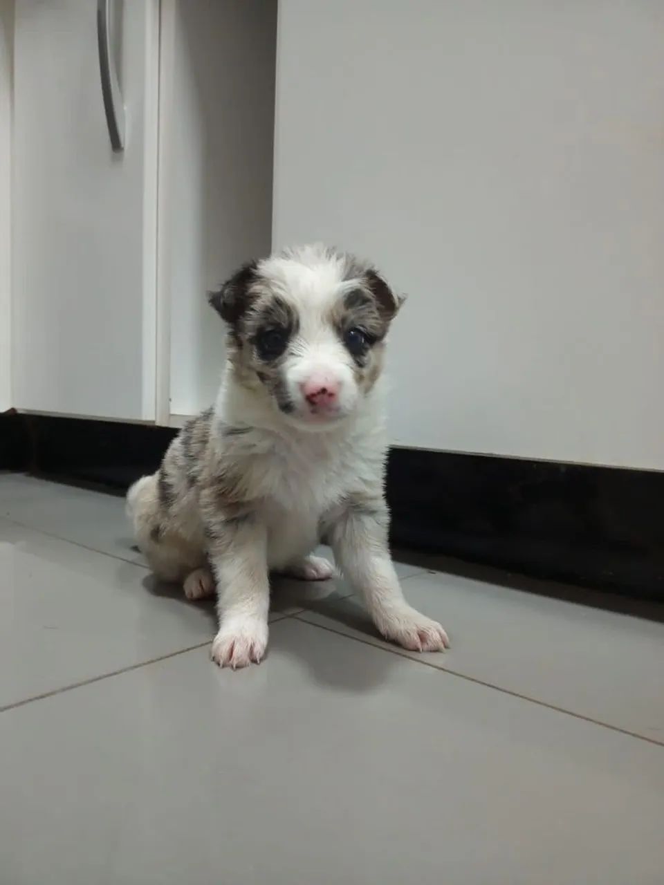 Linda fêmea de border collie merle