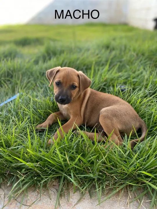 Cachorros pequeno porte doação  - Foto 3