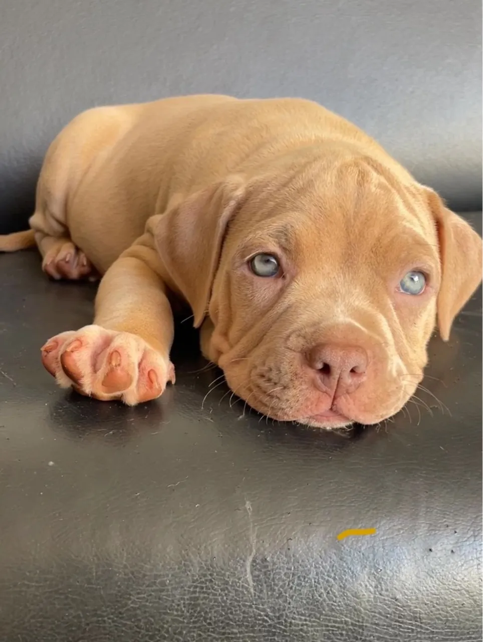 AMERICAN BULLY COM PEDIGREE 