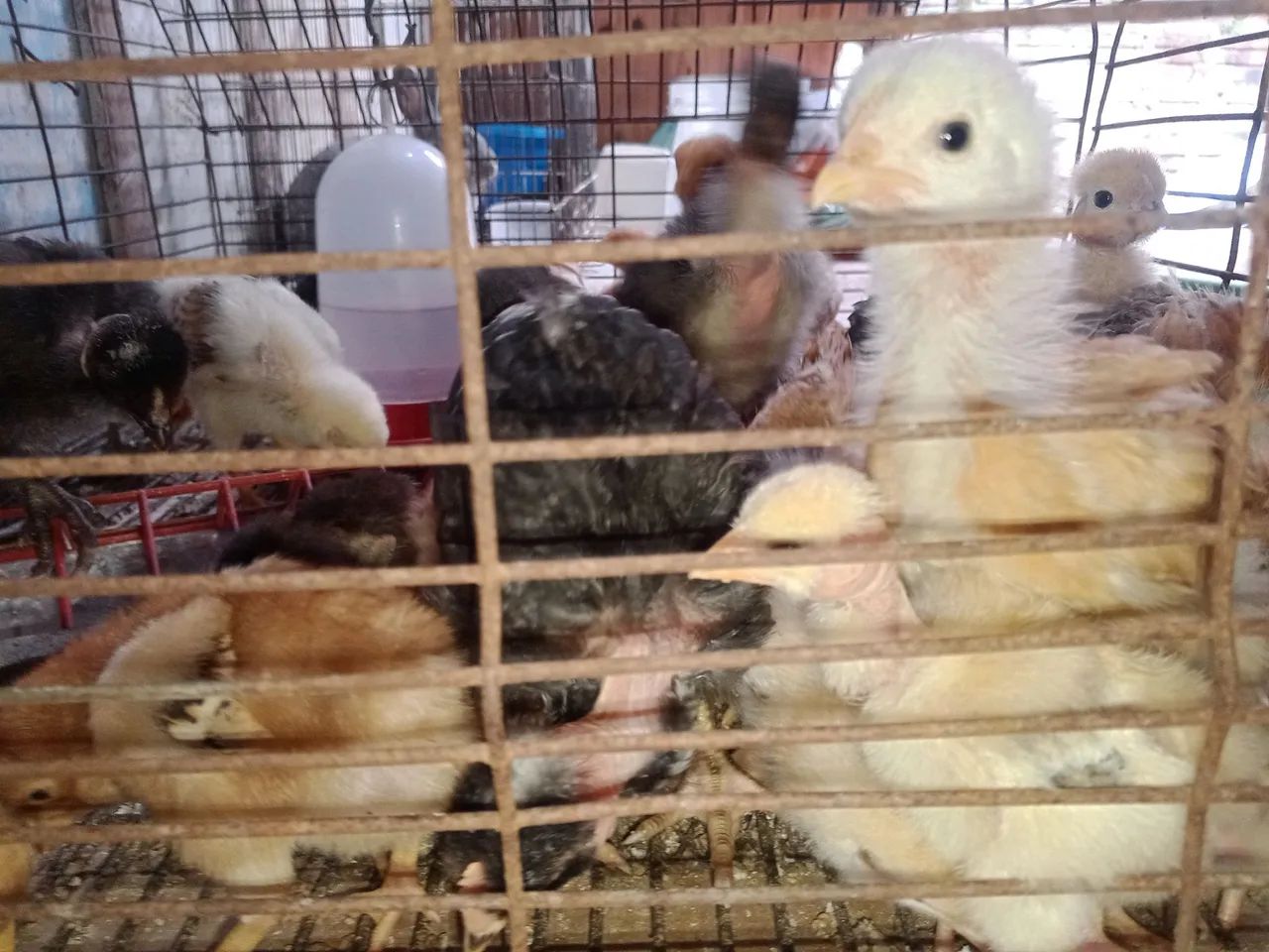 Lote de pintos  - Foto 3