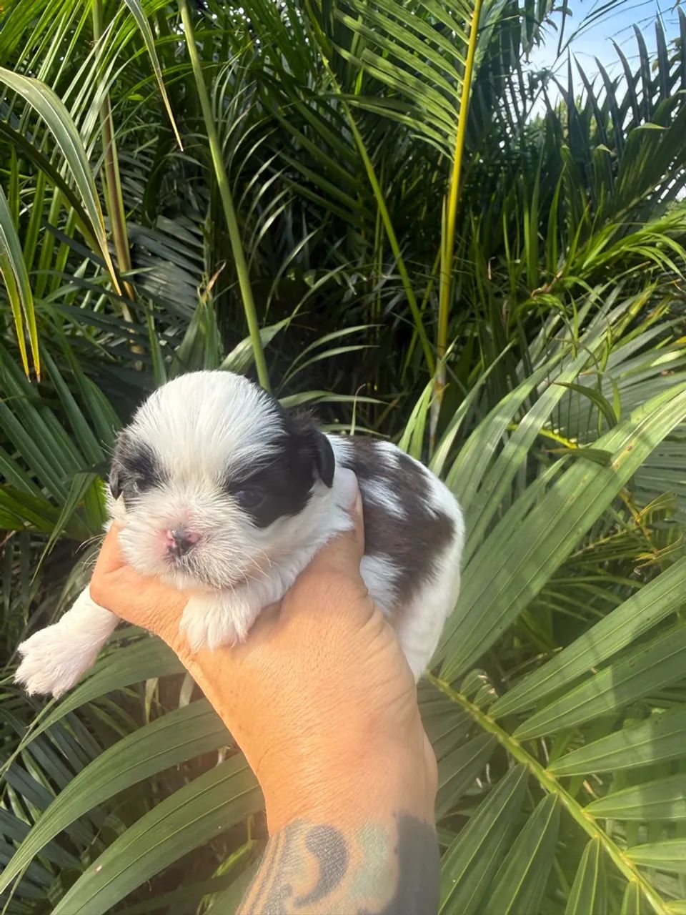 Shihtzu macho  - Foto 2