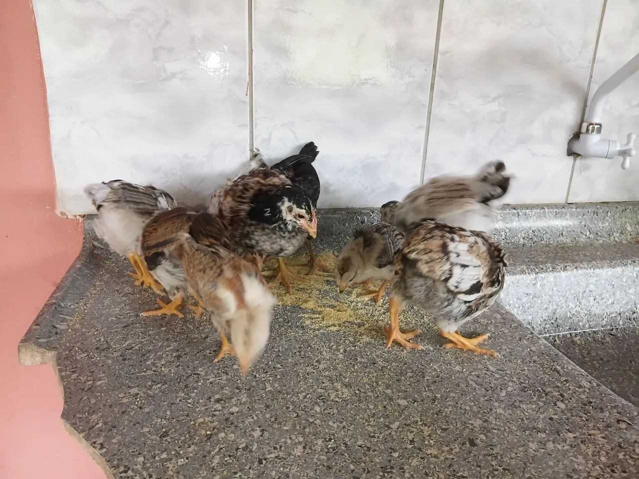Vendo franguinhos e pintinhos lote 14 - Foto 2
