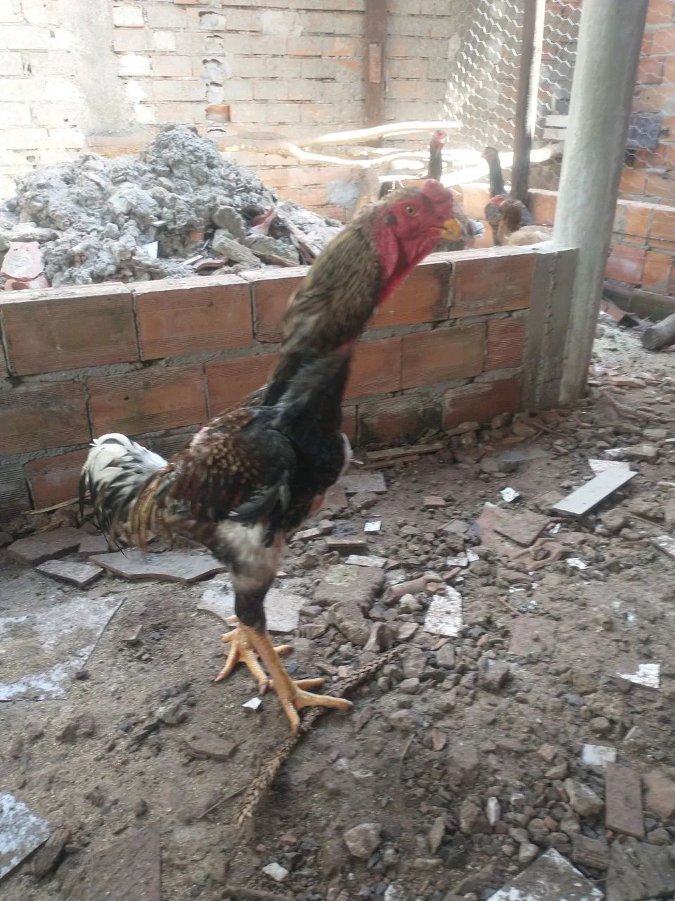 Frango caipira  - Foto 2