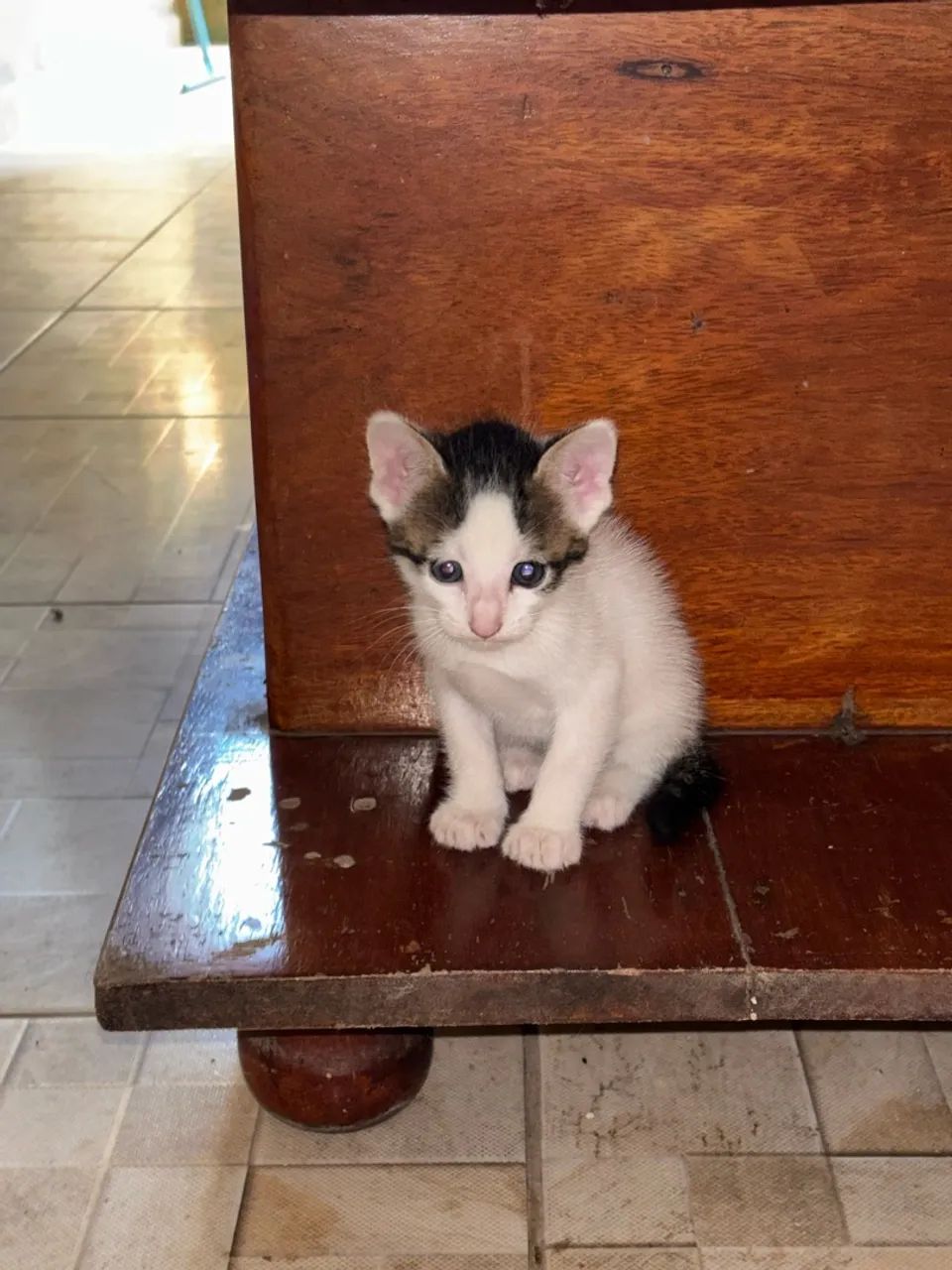 Gata para doação - Foto 2
