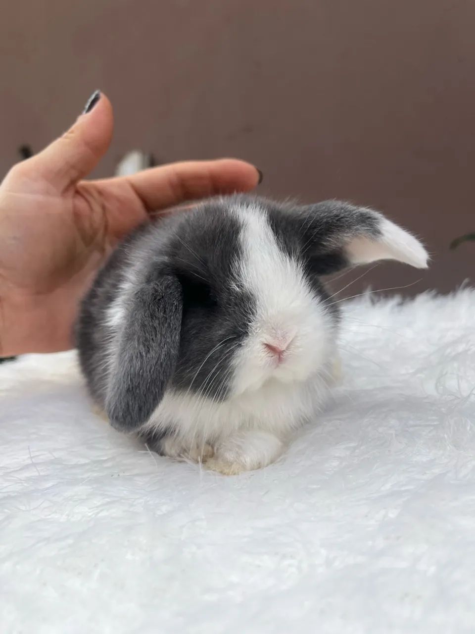 Mini coelho - Foto 3
